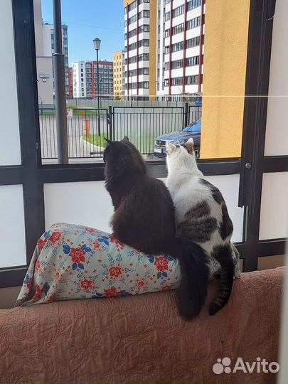 Отлов кошек, котов, котят