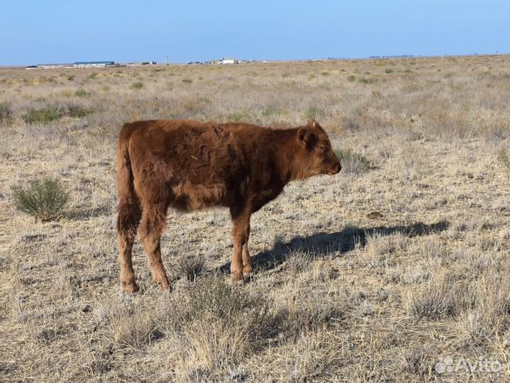 Бычки и телята