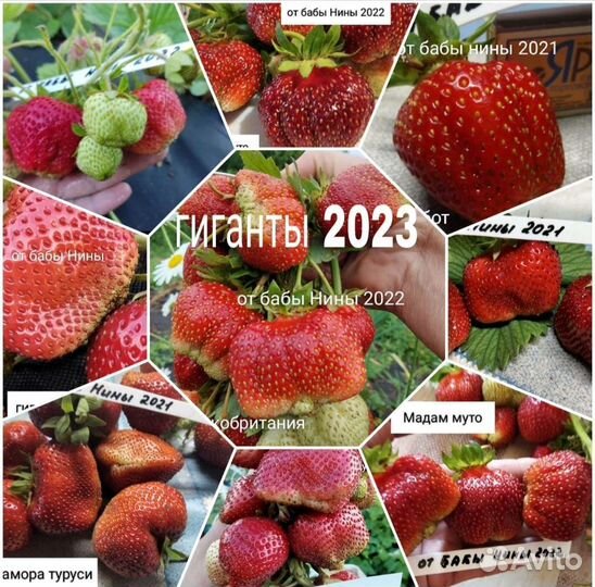 Саженцы лучших сортов клубники рассада