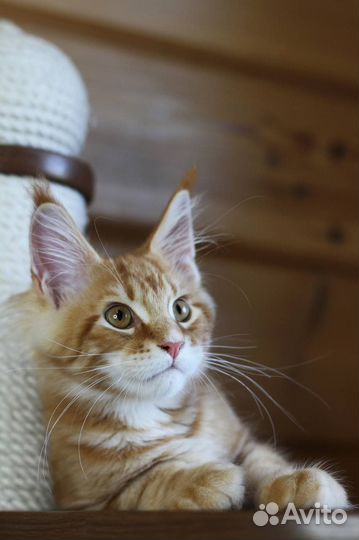 Котята мейн-кун в любимцы и в разведение