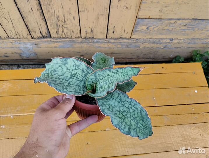 Сансевиерия Кирки сильвер блю