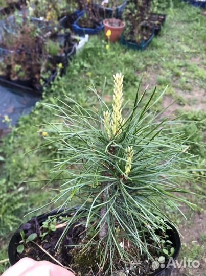 Сосна горная мугус