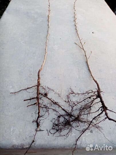 Кизильник блестящий