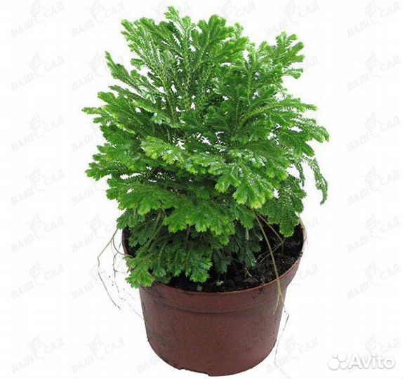 Селагинелла