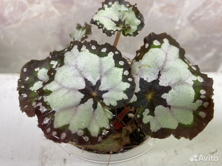 Бегония декоративно лиственная