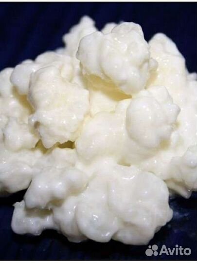 Кефирный гриб