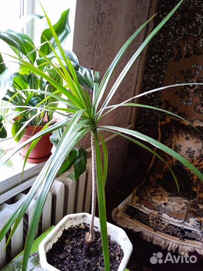 Комнатные растения цветы торг