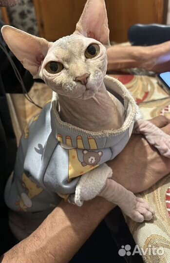 Канадский сфинкс