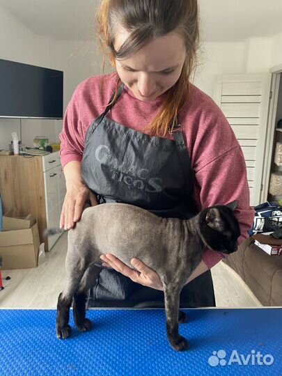 Груминг кошек