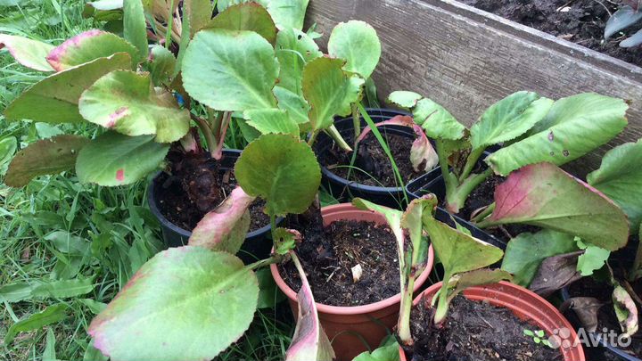 Бадан Лунар Глоу