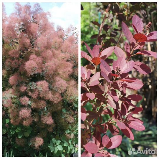 Декоративные кустарники(скумпия, форзиция)