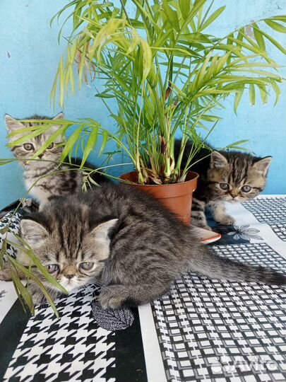 Британские котята