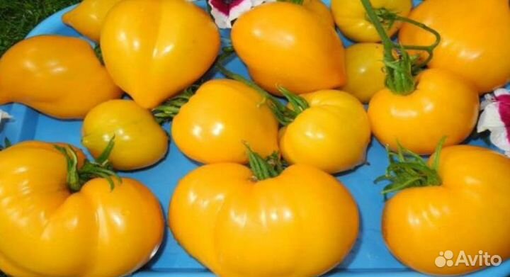 Сортовые семена томата