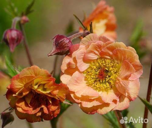 Анафалис жемч.,лабазник Гексапетала Плена,гравилат