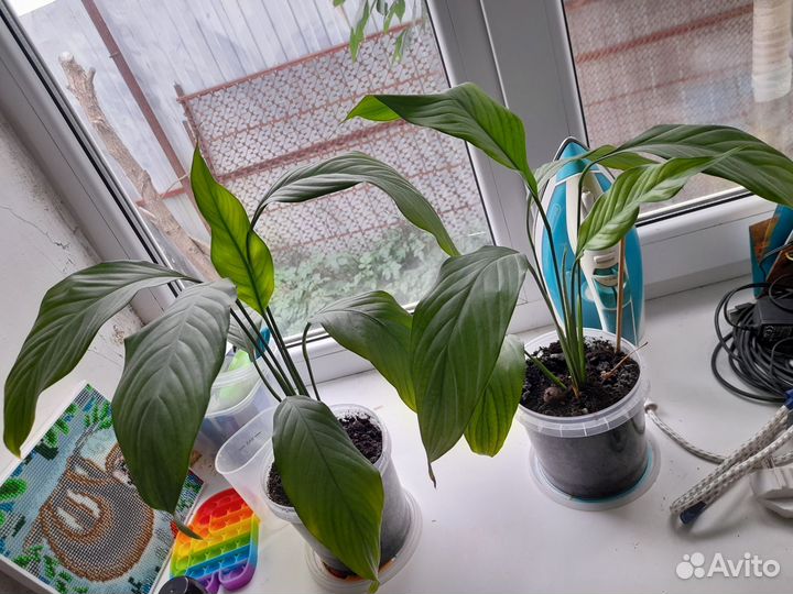 Комнатные цветы