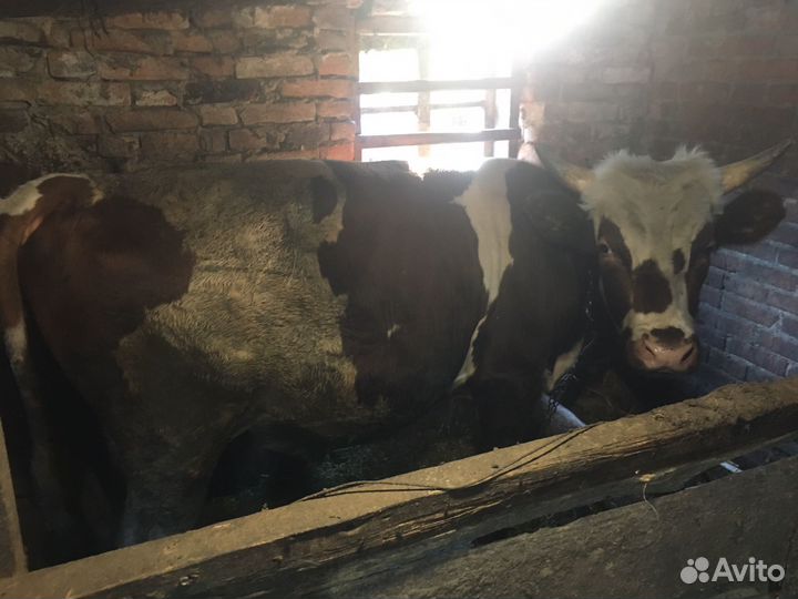 Быки на мясо живым весом