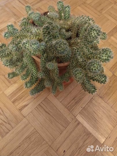 Кактус