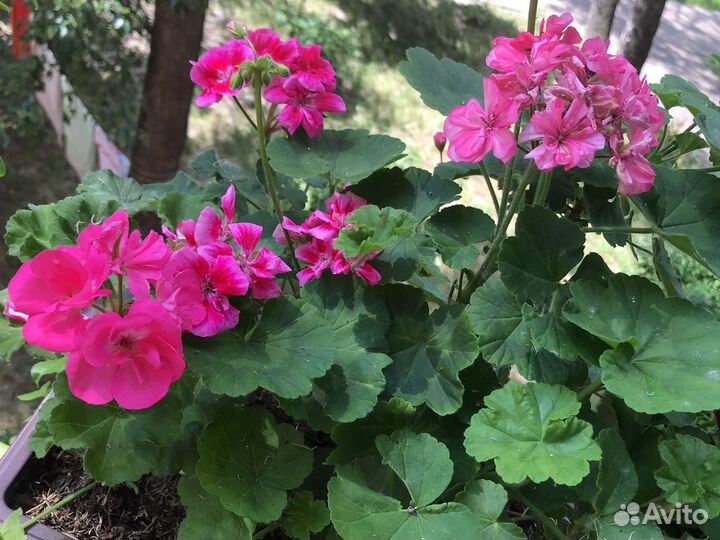 Герань ароматная, паслен жасминовидный