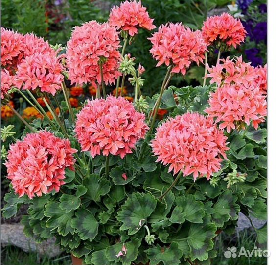 Пеларгония герань белая и Квантум Салмон