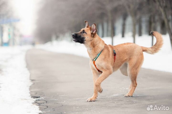 Собака в добрые руки