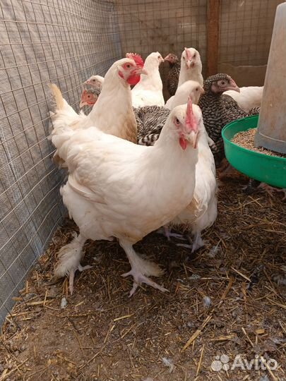 Инкубационное яйцо, Петухи