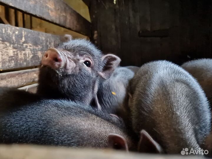 Вьетнамск вислобрюхий поросенок