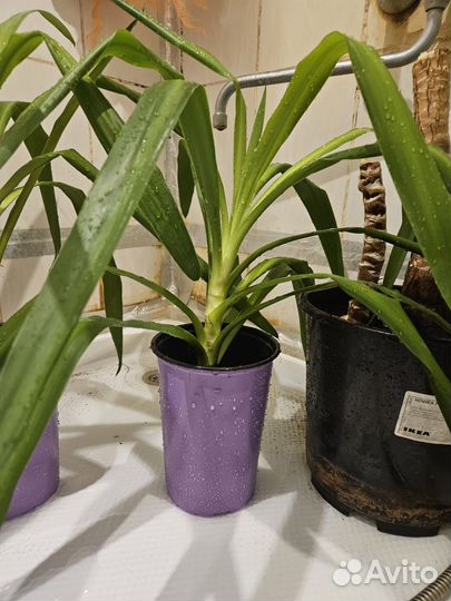 Комнатные цветы юкка