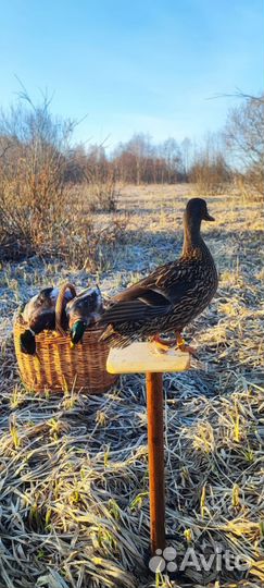 Подсадные утки