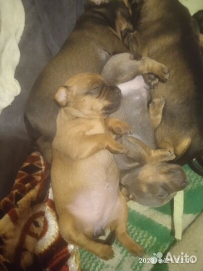 Собаки щенки