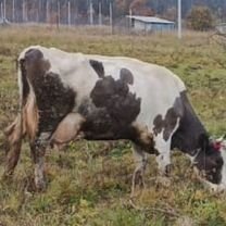 Корова на мясо