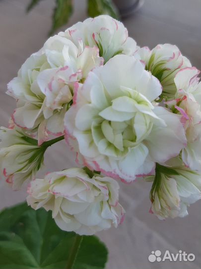 Пеларгония