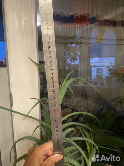 Алоэ лечебный