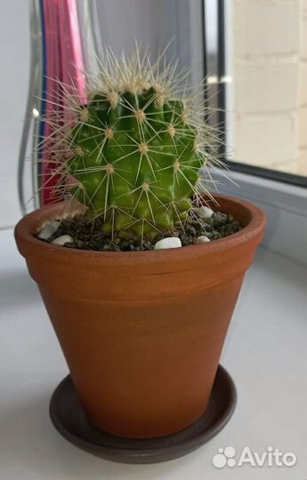 Большой круглый кактус