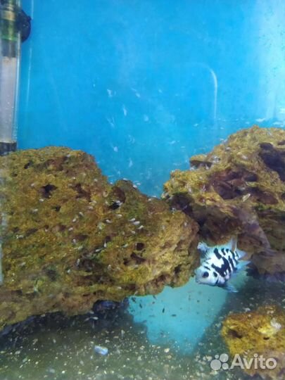 Малёк сапфирового попугайчика обмен,продажа