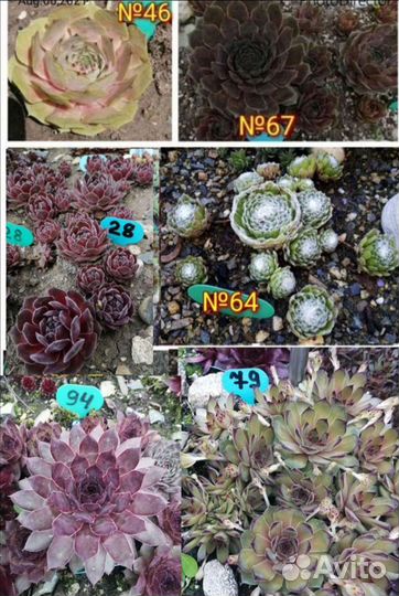 Молодило коллекционное почта/сдек