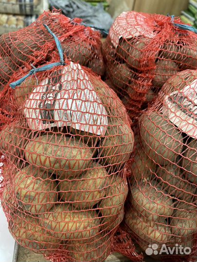 Семенной картофель