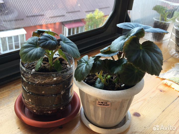 Бегония элатиор