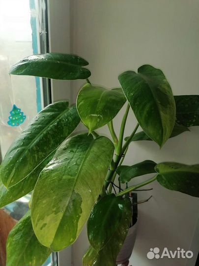 Филодендрон Хосе Буэно(Имбе Вайт Марбл)