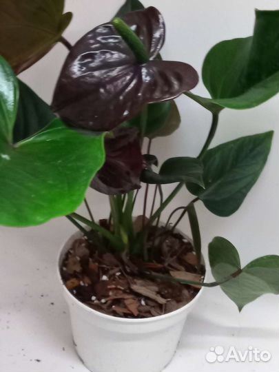 Антуриум Чёрный дракон