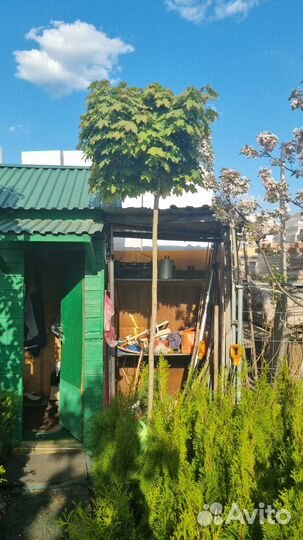 Клен глобозум