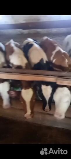 Бычки 3-4 месяца