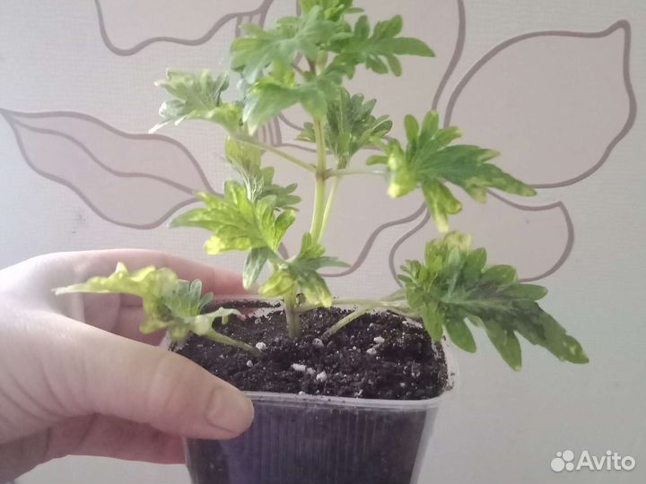 Колеусы