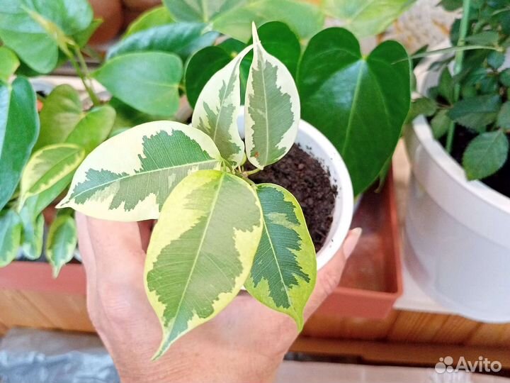 Домашние растения