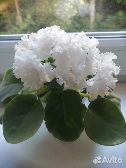 Сортовые фиалки