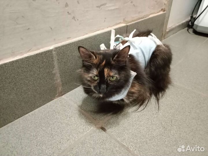 Пушистая милаха