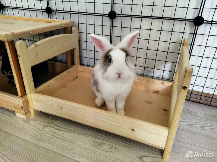 Кормушка, сенник, лежанка для кроликов из массива