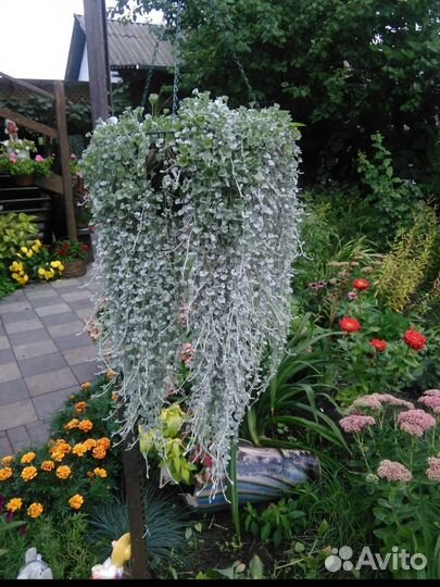 Саженцы дихондры