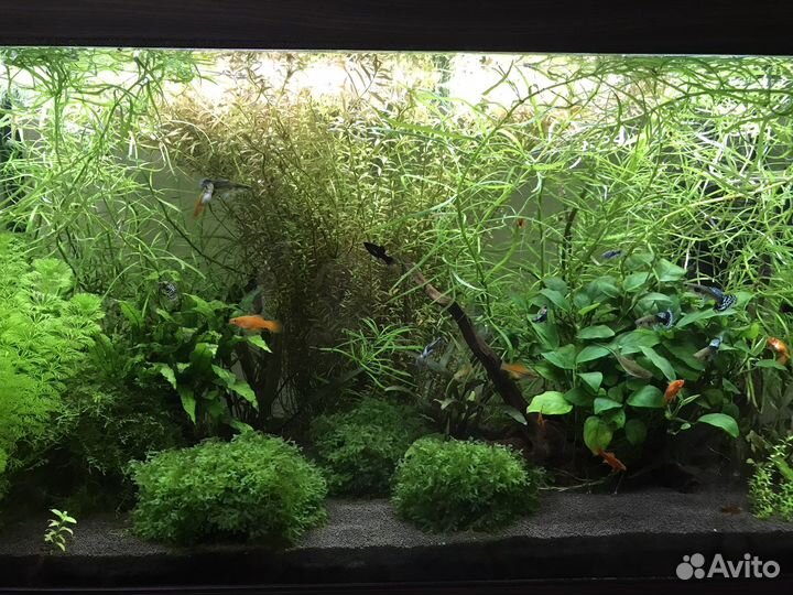 Аквариумные растения роталла