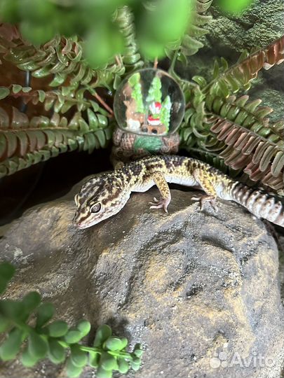 Иранский эублефар