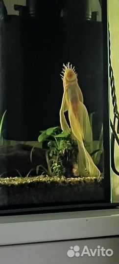 Анциструс вуалевый самец